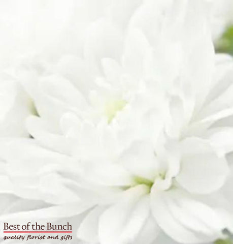 Florists Choice White Bouquet - Best of the Bunch Florist Wellington