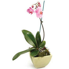 Pot Plants As Gifts