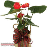 Anthurium Plant - Best of the Bunch Florist Wellington