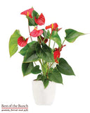 Anthurium Plant - Best of the Bunch Florist Wellington