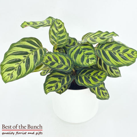 Calathea Ornata Foliage Plant - Best of the Bunch Florist Wellington