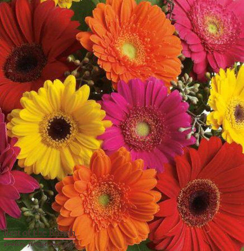 Florists Choice Bright Bouquet - Best of the Bunch Florist Wellington
