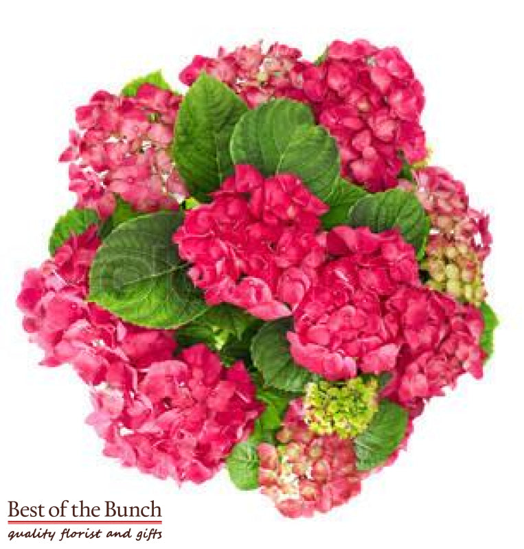 Flower Bouquet Hydrangeas - Best of the Bunch Florist Wellington