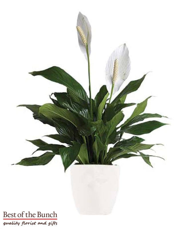 Peace lily Plant - Best of the Bunch Florist Wellington