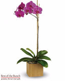 Phalaenopsis Orchid Plant - Best of the Bunch Florist Wellington