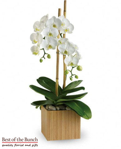 Phalaenopsis Orchid Plant - Best of the Bunch Florist Wellington