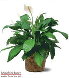 Peace lily Plant - Best of the Bunch Florist Wellington